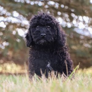 Bichonpoo Puppy Ryker