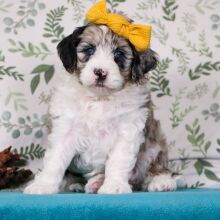 Aussiedoodle Puppy Gemma