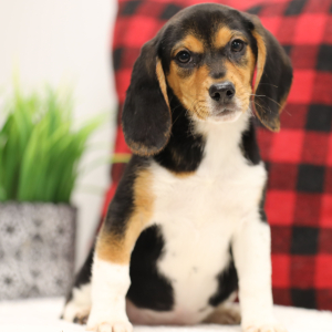 Beagle Puppy Sarah