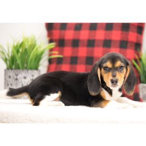 Beagle Puppy Sarah