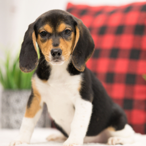 Beagle Puppy Sarah