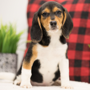 Beagle Puppy Sarah