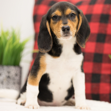 Beagle Puppy Sarah
