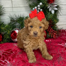 Cavapoo Puppy Charlotte