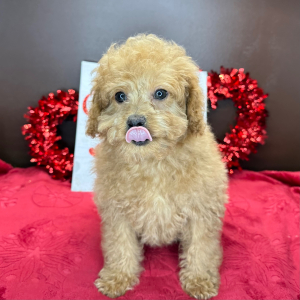 Cavapoo Puppy Charlotte
