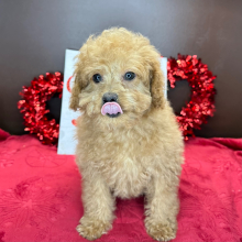 Cavapoo Puppy Charlotte