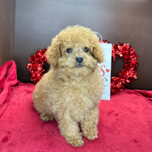 Cavapoo Puppy Charlotte