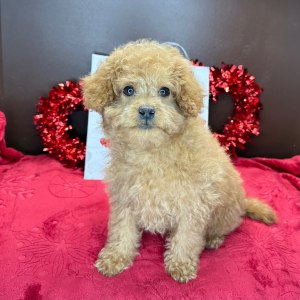 Cavapoo Puppy Charlotte