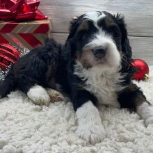 Bernedoodle Puppy Cory