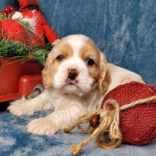Cocker Spaniel Puppy Frost