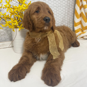 Goldendoodle Puppy Royce