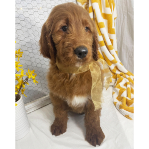 Goldendoodle Puppy Royce