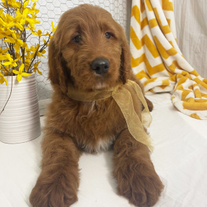 Goldendoodle Puppy Royce