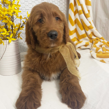 Goldendoodle Puppy Royce