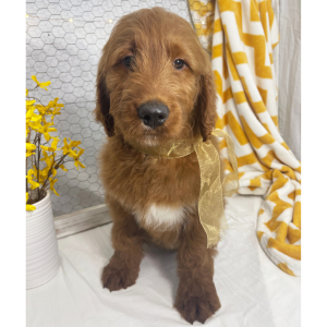Goldendoodle Puppy Royce