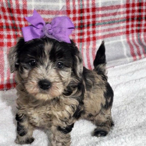 Goldendoodle Puppy Dixie