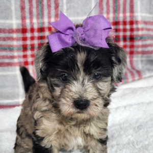 Goldendoodle Puppy Dixie