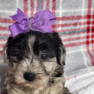 Goldendoodle Puppy Dixie
