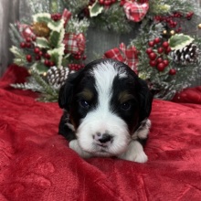 Bernedoodle Puppy Hudson