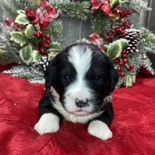 Bernedoodle Puppy Howie