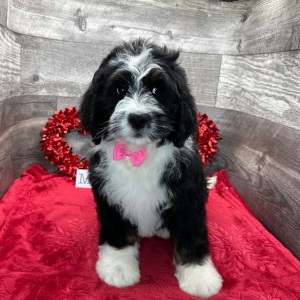 Bernedoodle Puppy Howie