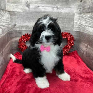 Bernedoodle Puppy Howie