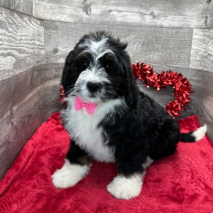 Bernedoodle Puppy Howie