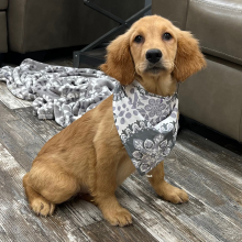 Goldendoodle Puppy Kaylee