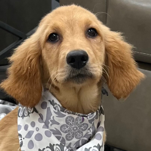 Goldendoodle Puppy Kaylee