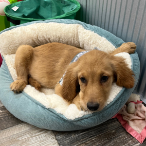 Goldendoodle Puppy Kaylee