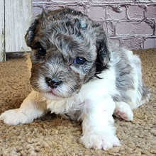 Shihpoo Puppy Anna