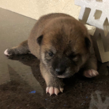 Shiba Inu Puppy Bobbie