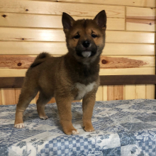 Shiba Inu Puppy Bobbie