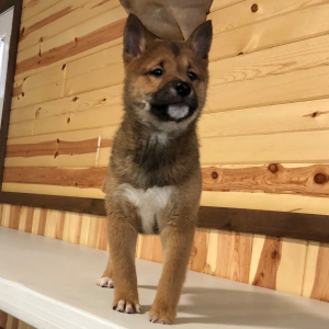 Shiba Inu Puppy Bobbie