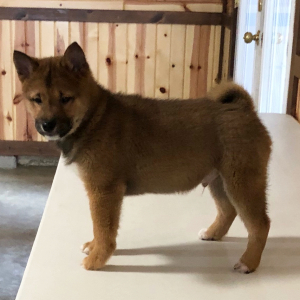 Shiba Inu Puppy Bobbie