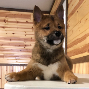 Shiba Inu Puppy Bobbie