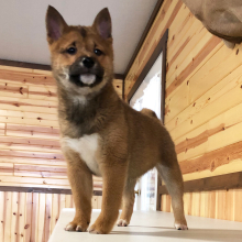 Shiba Inu Puppy Bobbie