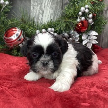Shih Tzu Puppy Aria