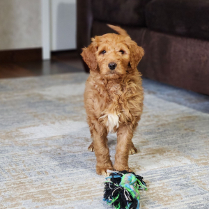 Goldendoodle Puppy Miss Chloe