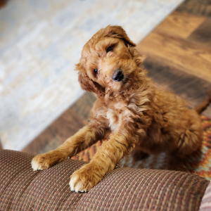 Goldendoodle Puppy Miss Chloe