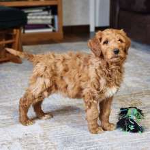 Goldendoodle Puppy Miss Chloe