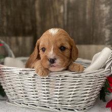Cavapoo Puppy Kaden