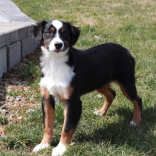 Puppy
