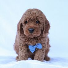 Goldendoodle Puppy Carter