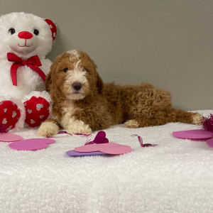 Goldendoodle Puppy Azriel