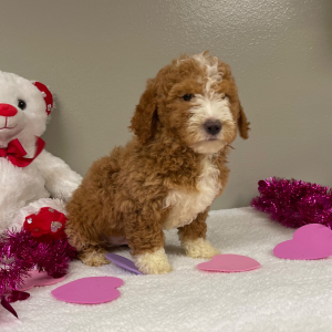 Goldendoodle Puppy Azriel