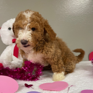 Goldendoodle Puppy Azriel