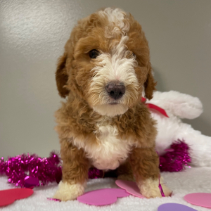 Goldendoodle Puppy Azriel