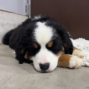 Bernese Mountain Dog Puppy Maria