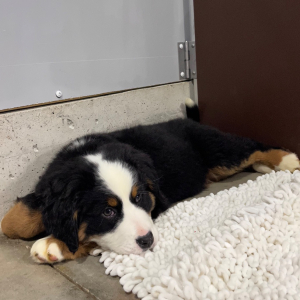 Bernese Mountain Dog Puppy Maria